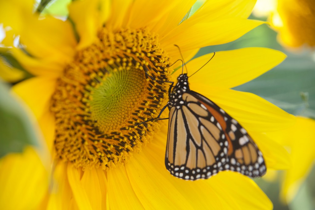 The Struggle is the Blessing